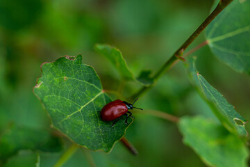 small red beetle on a green leaf