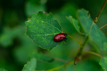 small red beetle on a green leaf