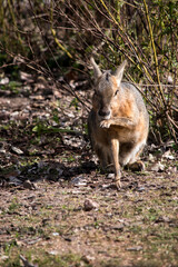 Primer plano de una mara patagónica. Dolichotis patagonum