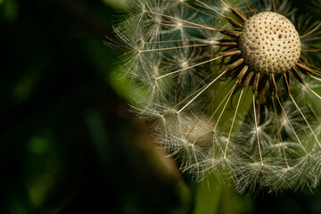 Faded dandelion on a blurred background of blooming