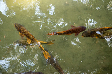 peces koi en el lago