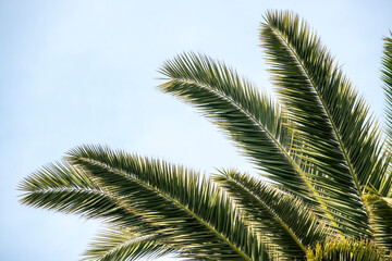 fondo de hojas de palmeras