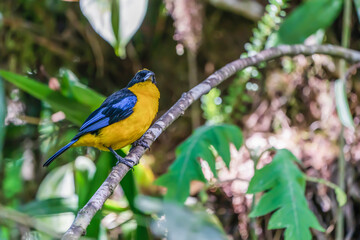 Blue-winged mountain tanager