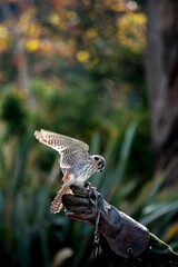 Adiestramiento de un halcón