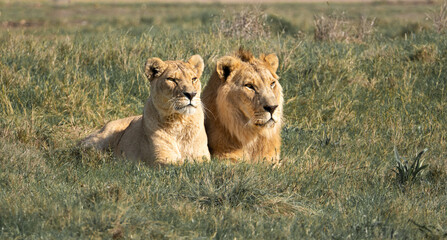 Lion and lioness couple laying in the African sun - safari adventure for the best wild animals in...