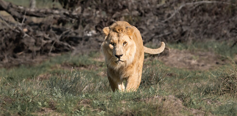 Lion prowling in the African savannah - Wild and free, this big cat seen on a safari nature adventure in South Africa