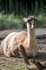 Retrato de una llama. Animales domésticos