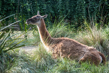 Retrato de una llama. Animales domésticos