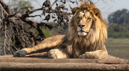 Lion portrait - King of the African savannah - Wild and free, this big cat seen on a safari nature adventure in South Africa - obrazy, fototapety, plakaty