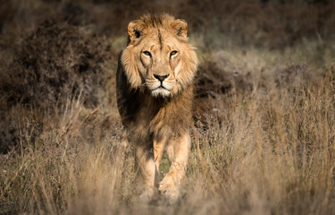 Lion prowling in the African savannah - Wild and free, this big cat seen on a safari nature adventure in South Africa - obrazy, fototapety, plakaty