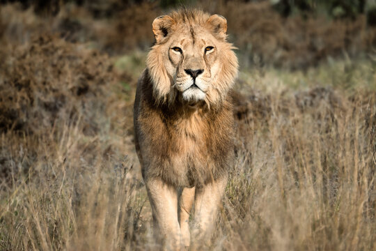 Lion prowling in the African savannah - Wild and free, this big cat seen on a safari nature adventure in South Africa
