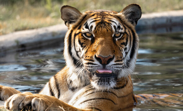 Tiger in water portrait - Wild and free, this big cat seen on a safari nature adventure in South Africa