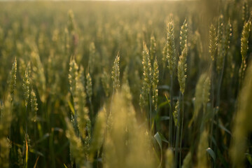 Spikelets of wheat growing on field at sunset. Young spikelets with green leaves ripening farmland summer evening. Soft sunlight shines on the fresh leaves of cereals. Agriculture concept.