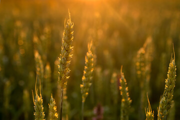 Spikelets of wheat growing on field at sunset. Young spikelets with green leaves ripening farmland...