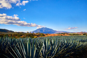 volcano in the background with blue sky in a sunny day some clouds and agave for tequila in first...