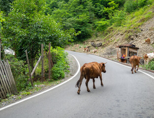 Cow in the village. The cow is walking along the road. Ruminant. Grazing.