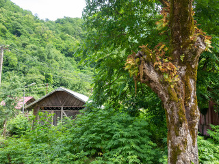 A dilapidated abandoned building in nature. Ruins of an old house.