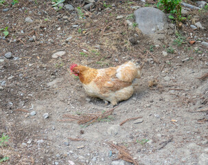   hen in the village. Birds on the ground. Hen on the rocks.