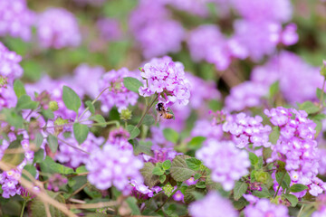 Honeybee lands on fragrant lilac purple flowers in spring sunshine