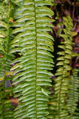 Close up of a single fern leaf