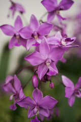 orchid flower purple color background