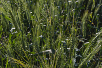 Wheat field image. View on fresh ears of young green wheat and on nature in summer field close-up. Soft blurry background