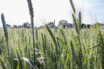 Wheat field image. View on fresh ears of young green wheat and on nature in summer field close-up. Soft blurry background