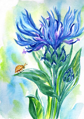 Blue garden cornflower (Centauréa) in the grass, watercolor illustration, print for poster, greeting card, book cover and other designs.