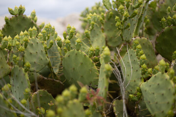 cactus at the beach