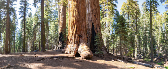 Sequoia National Park in California