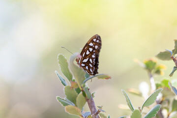 Noble Gulf fritillary perches atop a leafy branch searching for its next meal