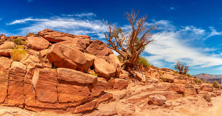 Old dead tree at Grand Canyon