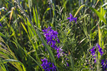 Forking larkspur, Consolida regalis or Wild Delphinium blue flowers, shallow depth of field. summer herbs
