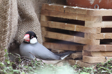 The endangered Java Sparrow pauses for a moment in between calling its chip and snacking on grains