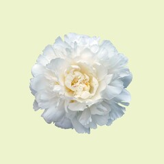 white peony flower isolated on cream background.