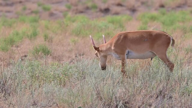 Wild saiga antelope or Saiga tatarica grazes in steppe. 4K