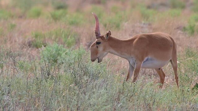 Wild saiga antelope or Saiga tatarica grazes in steppe. 4K