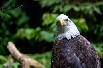 An American bald eagle