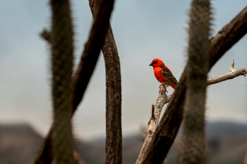 A red fody bird