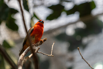 A red fody bird