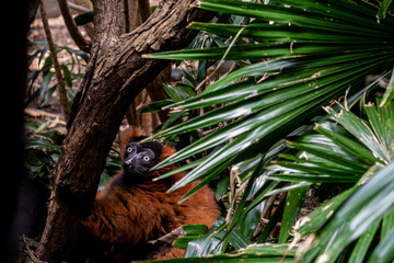 A red-ruffed lemur