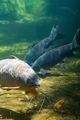 Catfish swimming