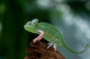 chameleon with blur background, predator