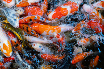 Obraz na płótnie Canvas carp fish pond background, colorful background, Fancy carp