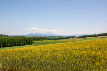夏の緑の畑作地帯と山並み　大雪山
