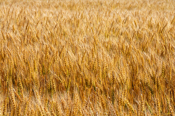 収穫間近の黄金色のムギ
