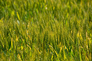 夏の緑のムギの穂
