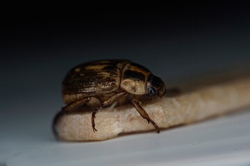 May beetle macro