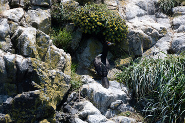 Red-faced cormorant on the rock