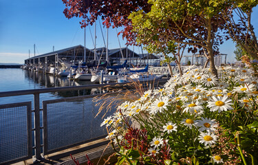 Evening sun on the marina and flowers along the Port of Edmonds waterfront, Washington - obrazy, fototapety, plakaty